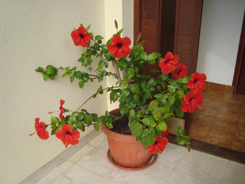 Apartment Adela Cattaro Esterno foto